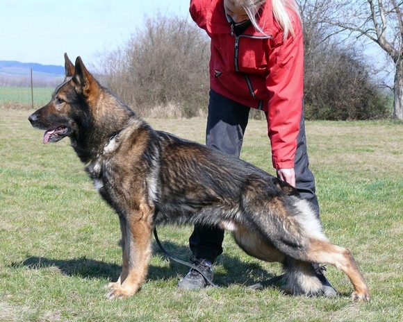 Otec CATO CATARGO.jpg